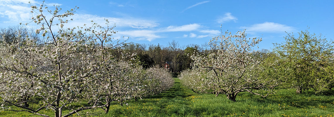 Apple orchard in spring with trees starting to blossom