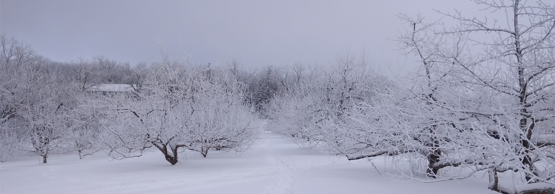 Snowy trees in the orchard during winter