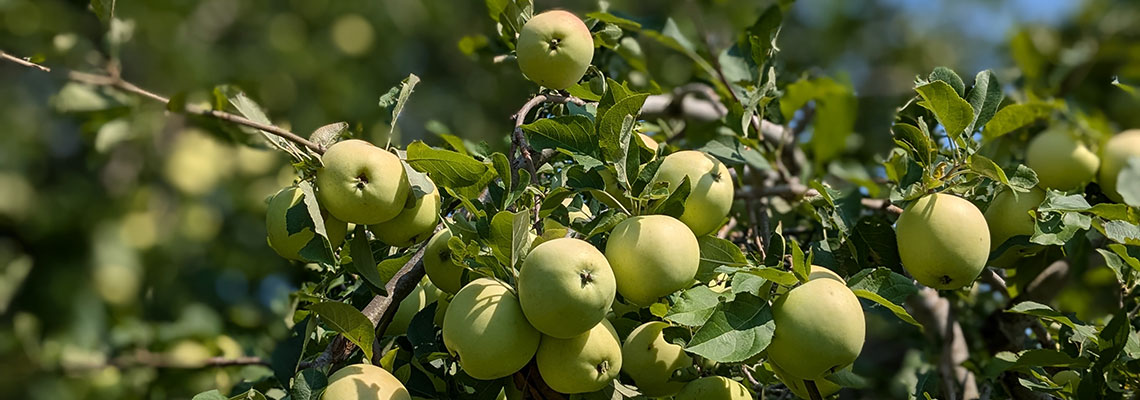 Lodi apples on a tree at Ela Orchard