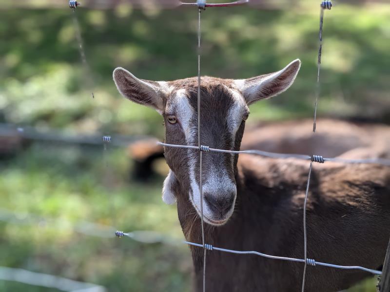 Babette the goat