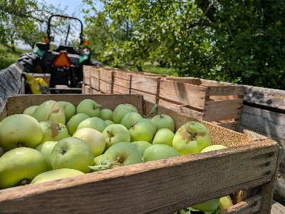 Lodi apples in a box on a wagon