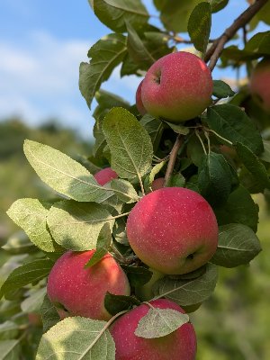 Melba apples on an apple tree
