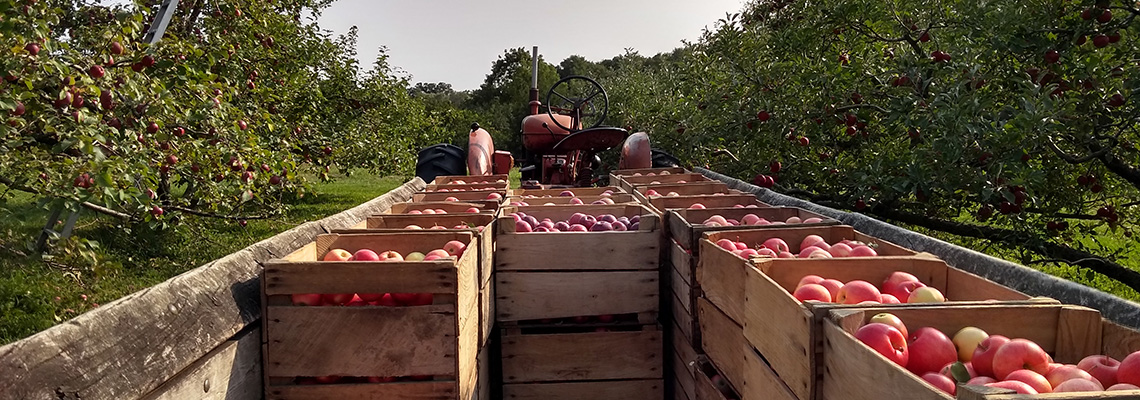 Apple Boxes in a Wagon
